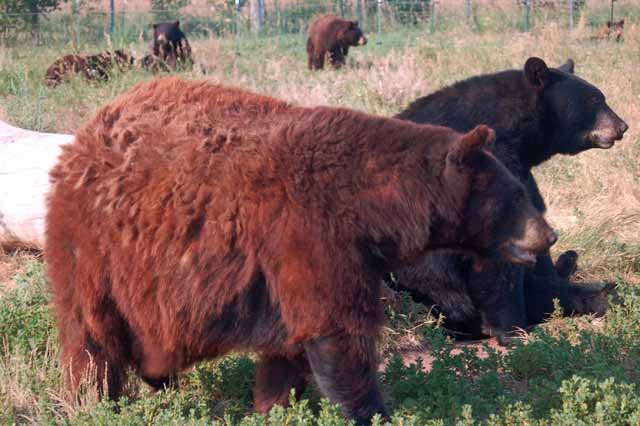bears